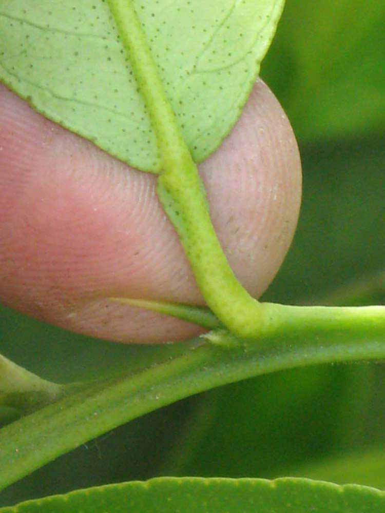              Petiole (Riverside, CA)       